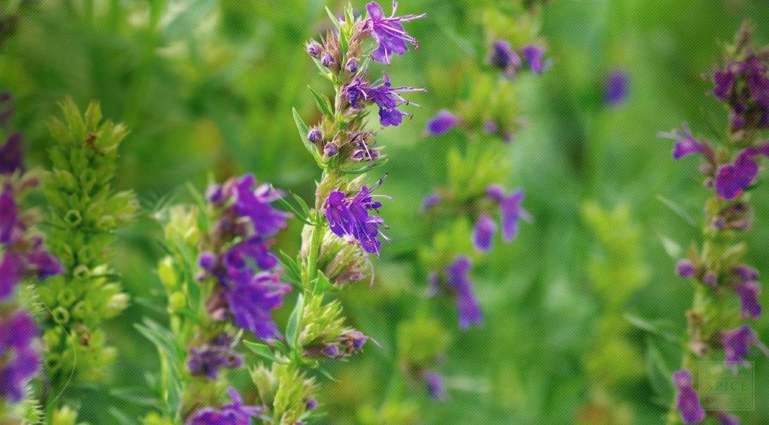 Simplyonline Organic Hyssop – Dried Herb (Hysoppus Officinalis) – 200g Vacuum Pack