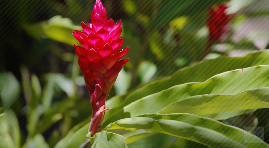 Ginger
