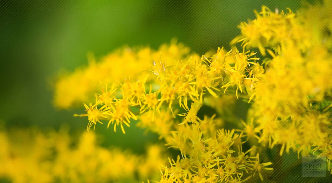 Natural Dye Dried Solidago Free USA Shipping Medicinal Herb Goldenrod Blossoms USA Grown