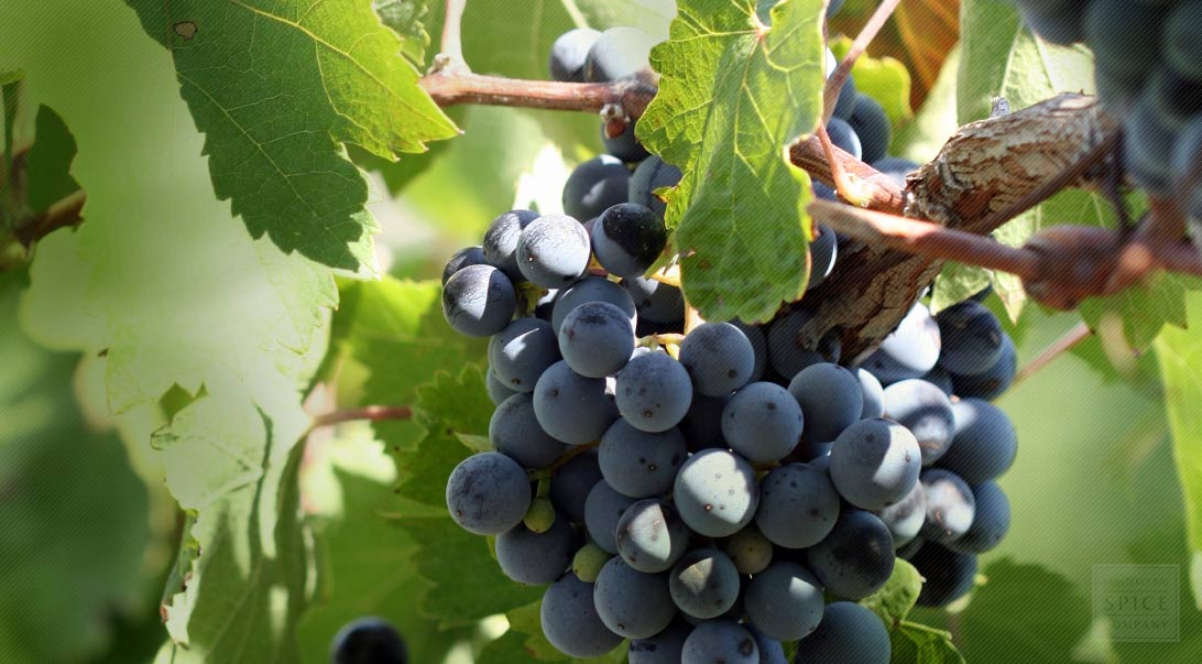 Buy Wholesale Grapeseed Monterey Bay Herb Co