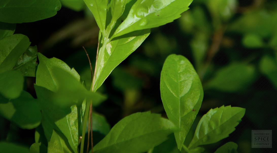 Green tea
