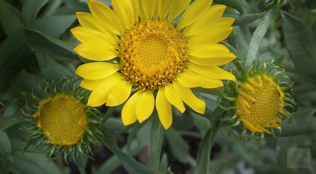 Grindelia