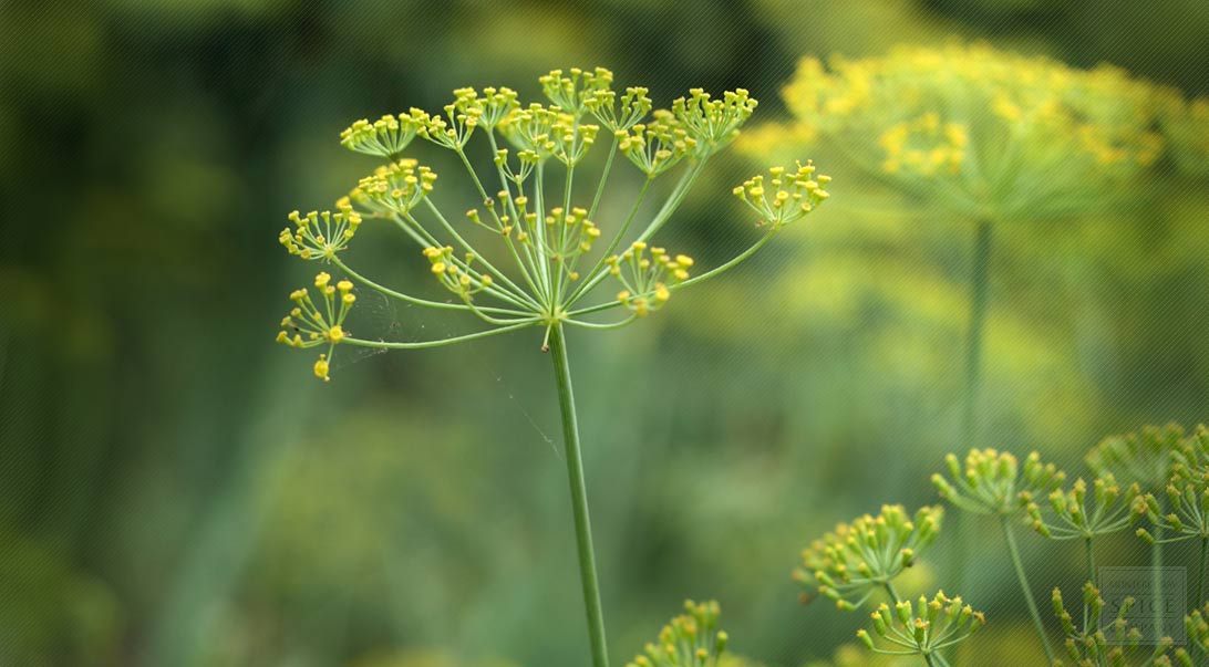 Fennel