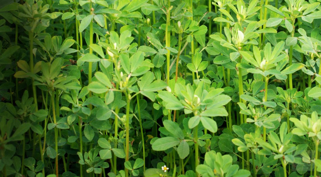 Fenugreek