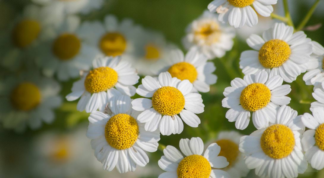 Feverfew for Migraine Headaches, Buy Bulk