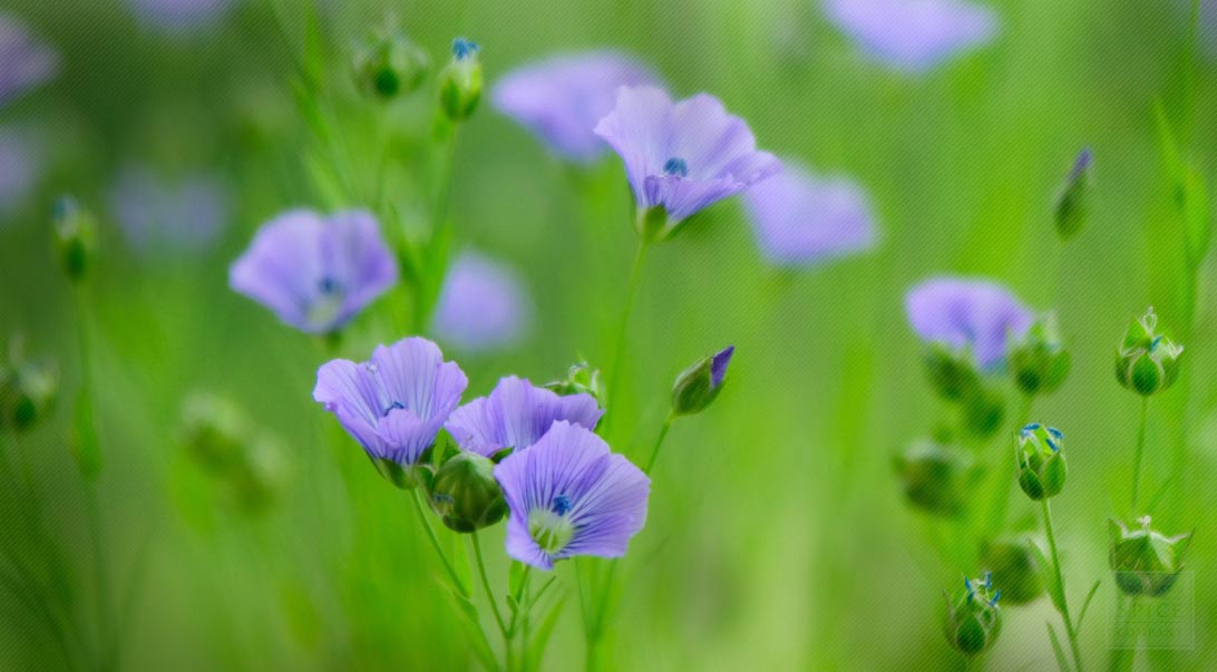 Linseed / Flax (Linum usitatissimum) organic, The Beautiful, European  wild plants