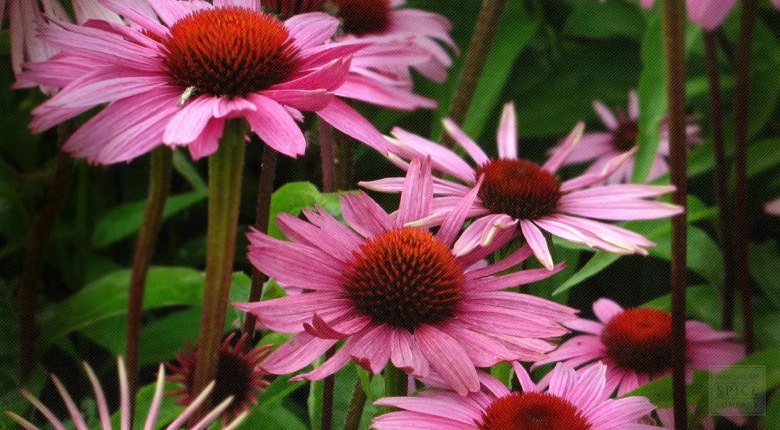 Echinacea