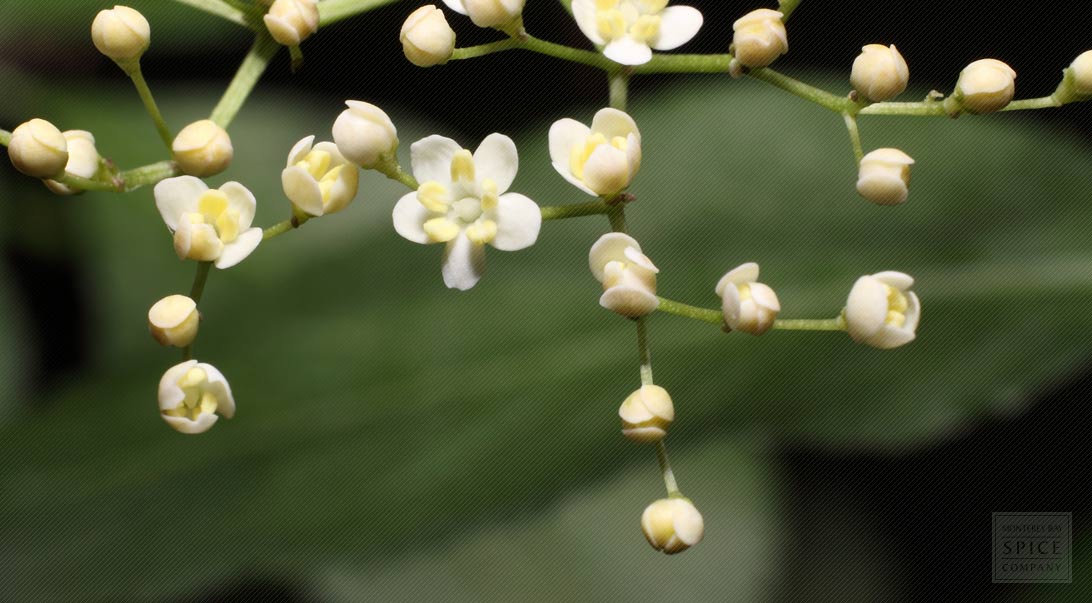 Elder flower