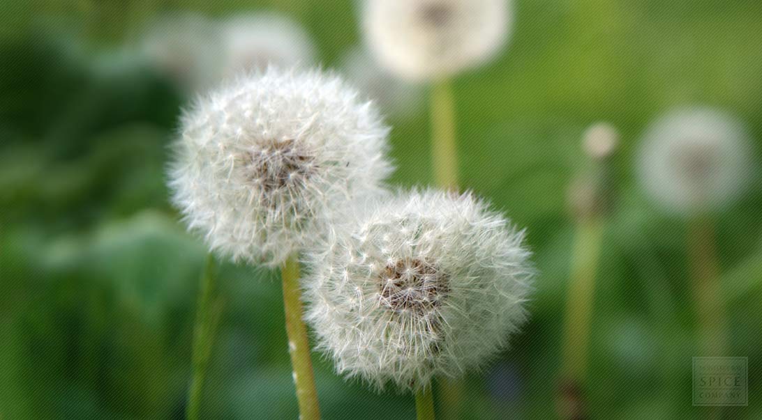 Dandelion