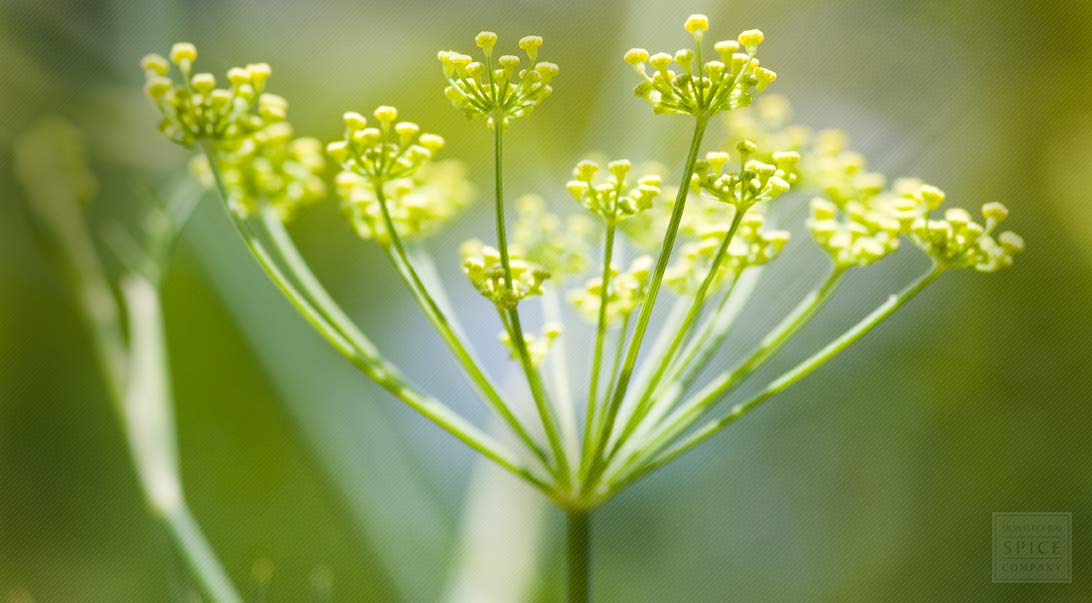 Dill seed