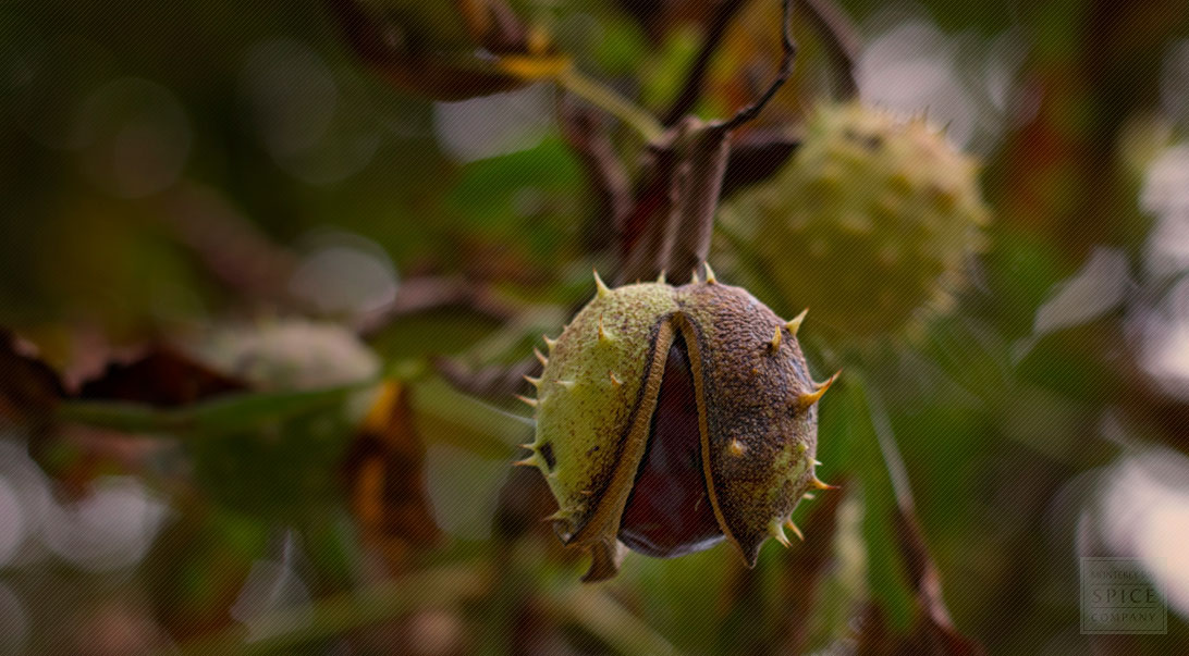 Horse chestnut