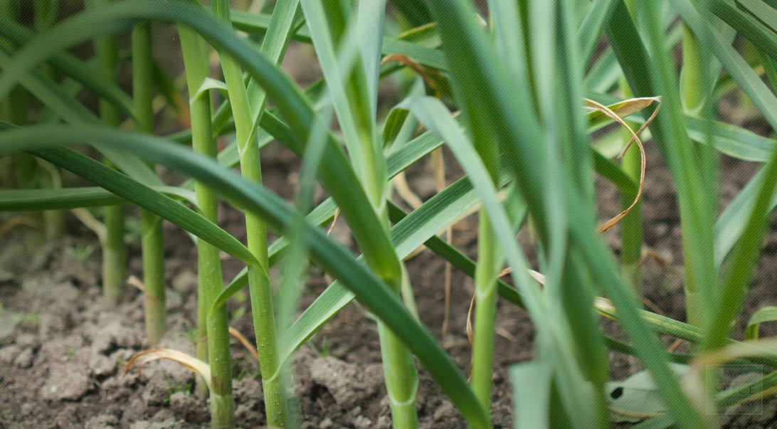 Garlic