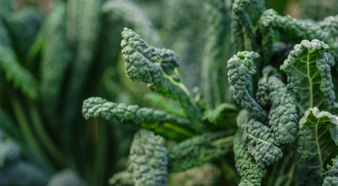 Kale