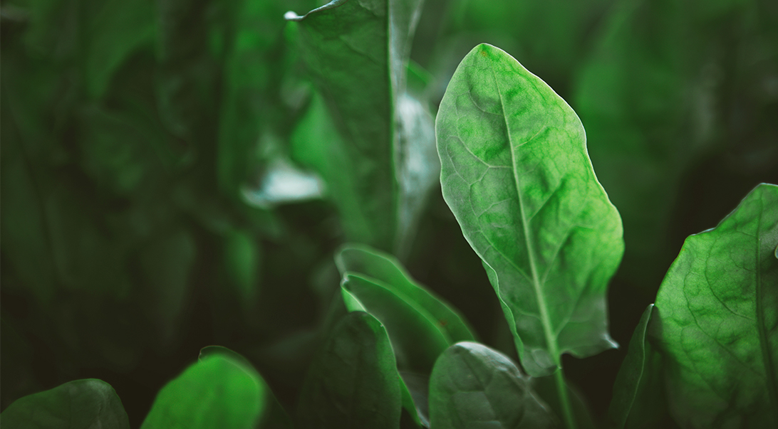Spinach