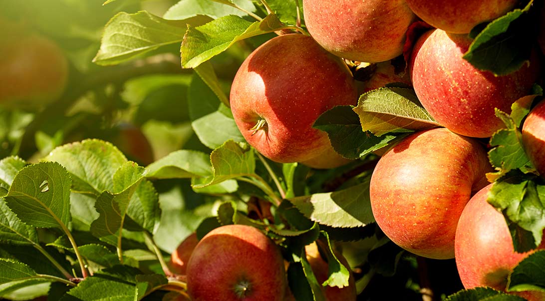 Apple Pectin