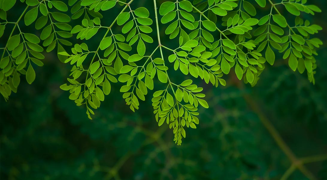 Moringa 