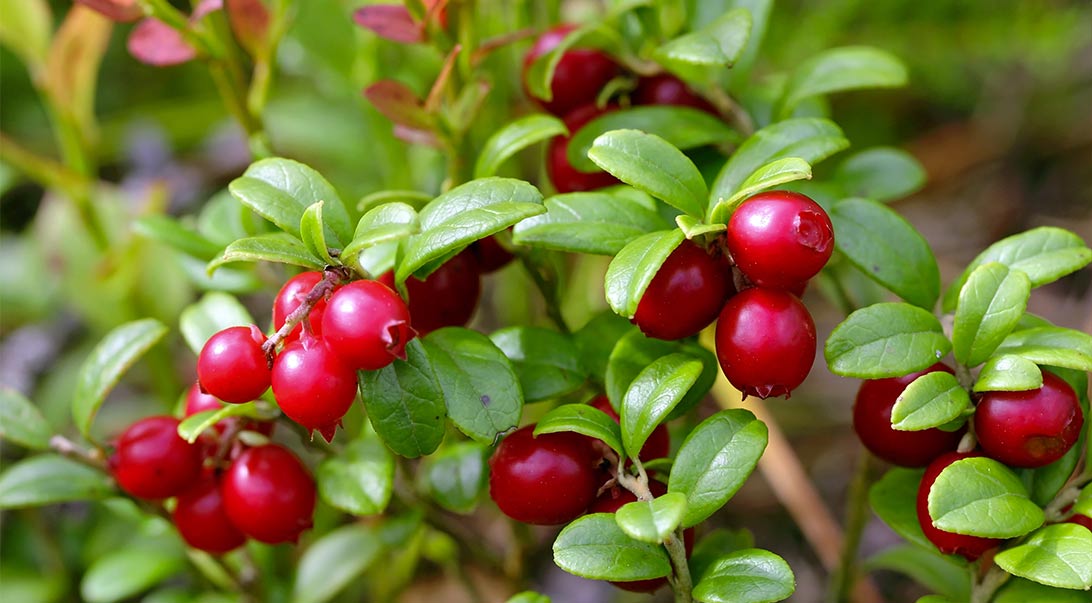 Wholesale Cranberry Fruit Monterey Bay Herb Co