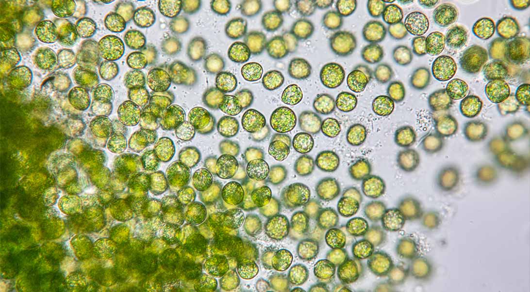 Chlorella