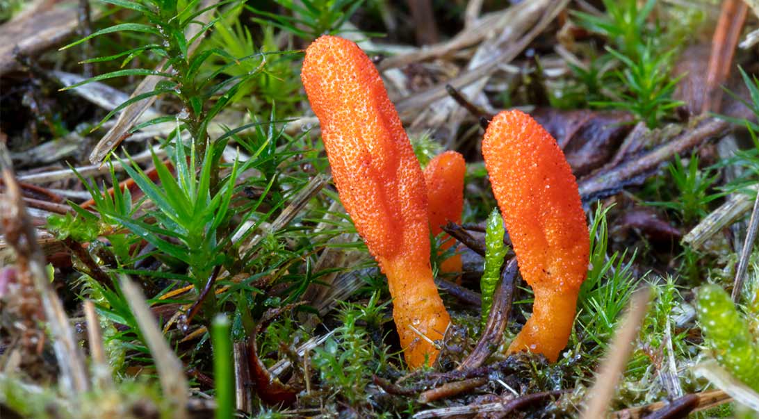 Bulk Mushroom Cordyceps Powder Monterey Bay Herb Co