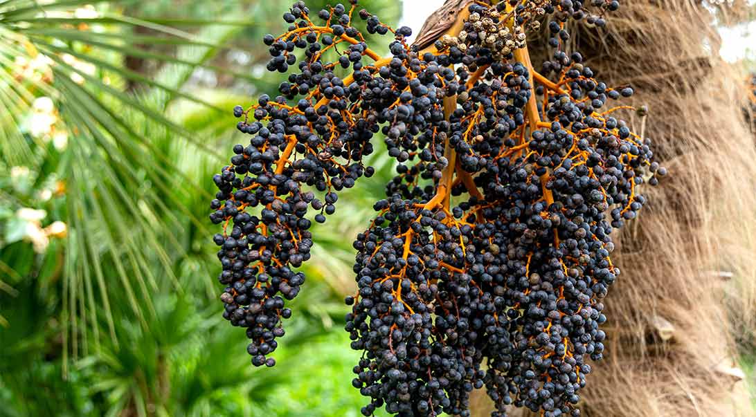 Our Acai Berry Powder Sources Our Acai Berry Powder Sources