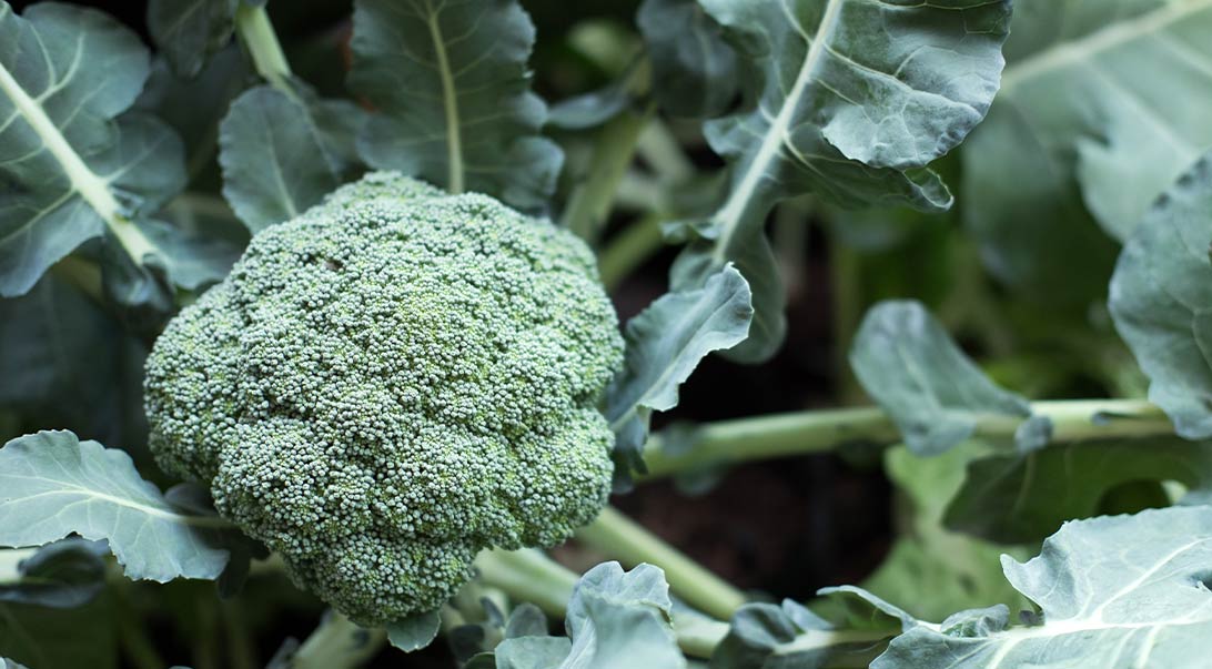 Broccoli