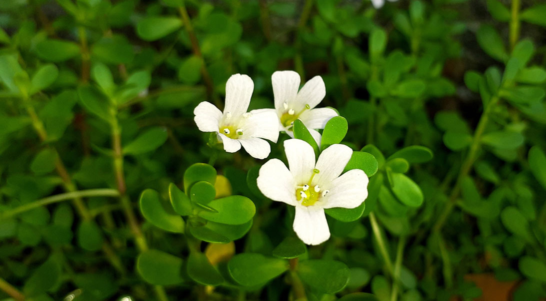Bacopa monnieri
