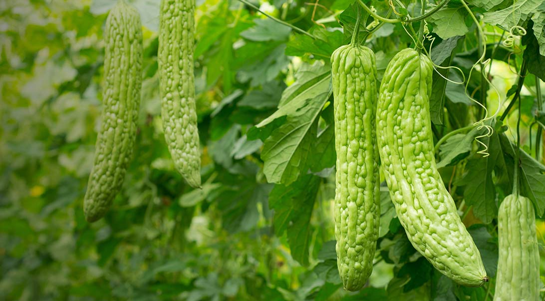 Bitter Melon 