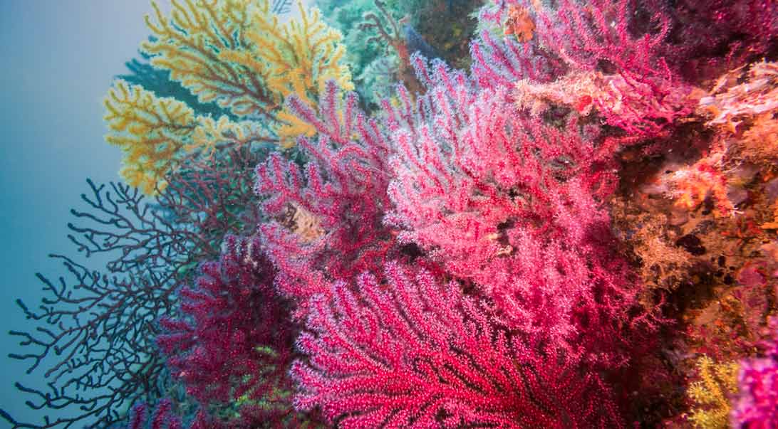 Wholesale Coral Calcium Monterey Bay Herb Co