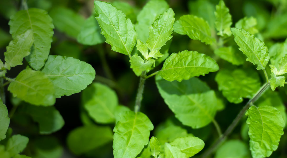 Wholesale Tulsi | Monterey Bay Herb Co