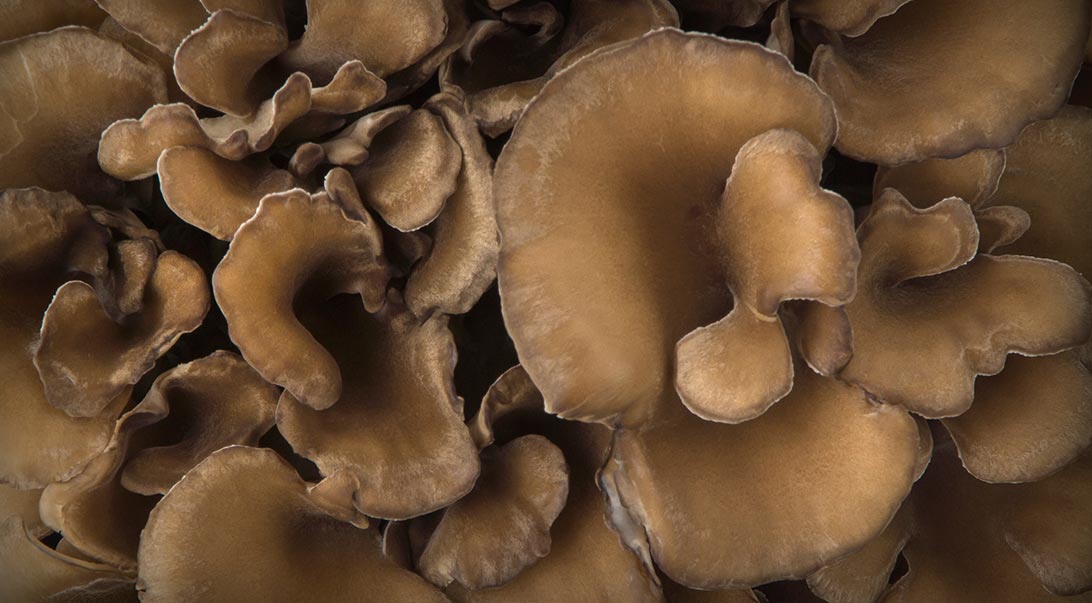 Mushroom Maitake