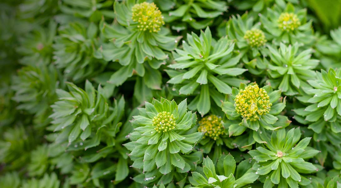 Wholesale Rhodiola for Sale Rhodiola Rosea in Bulk