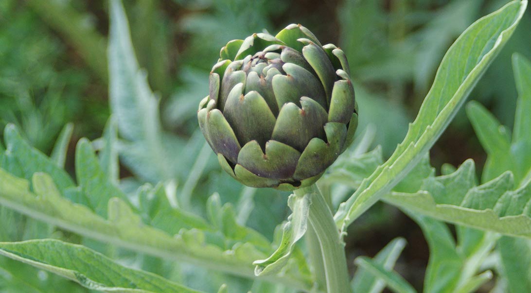 Artichoke Leaf