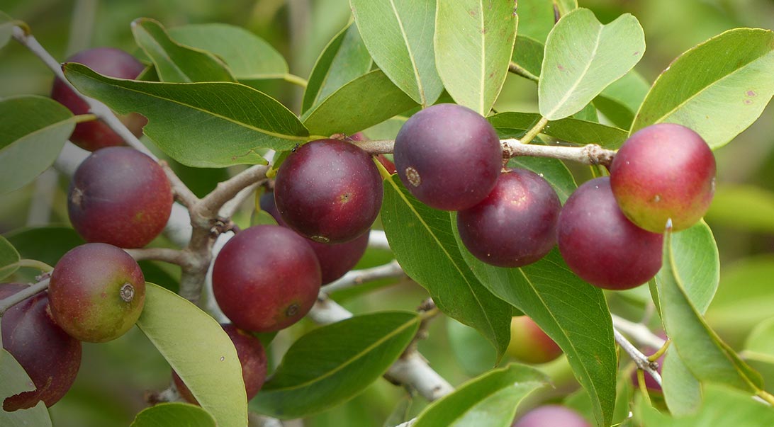 camu camu berry on a tree
