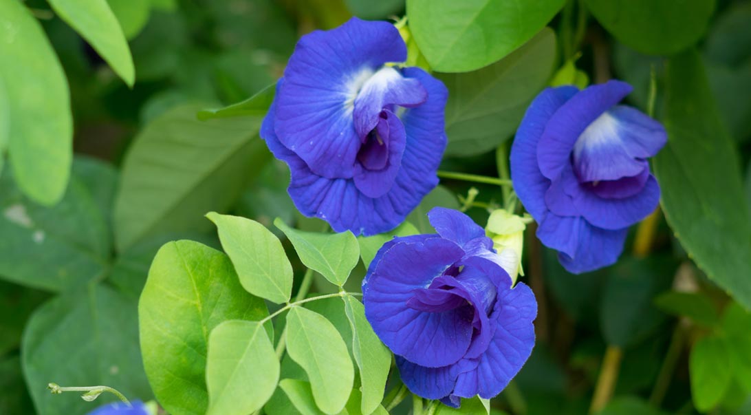 Butterfly pea flower