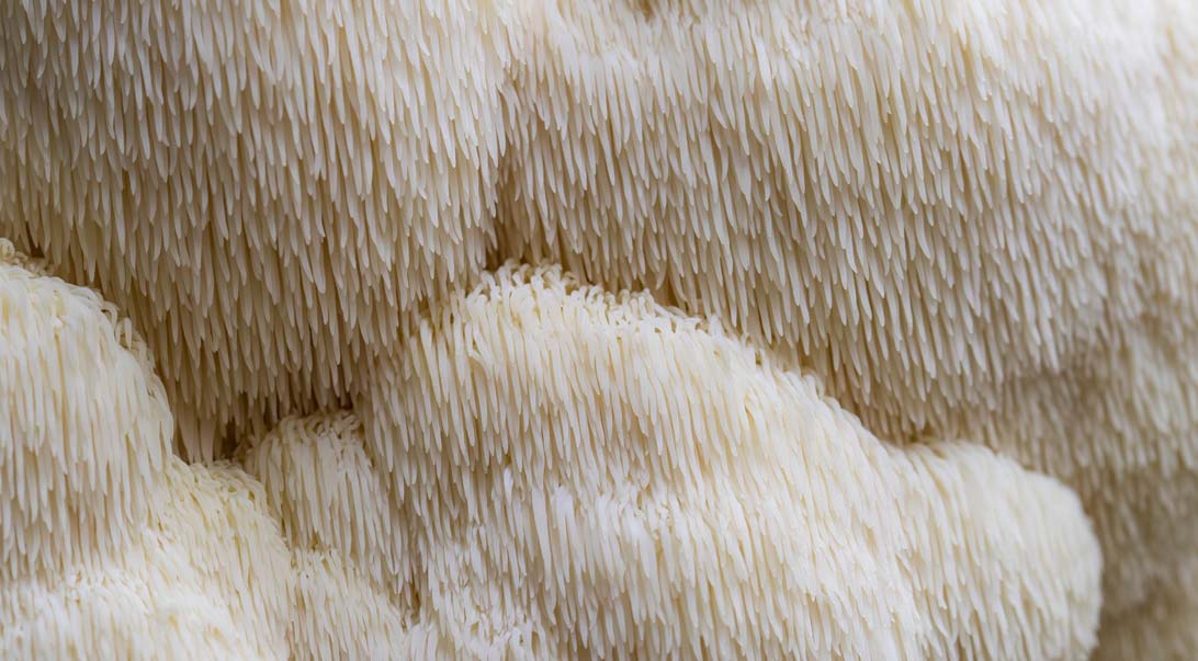 Lion’s mane mushroom