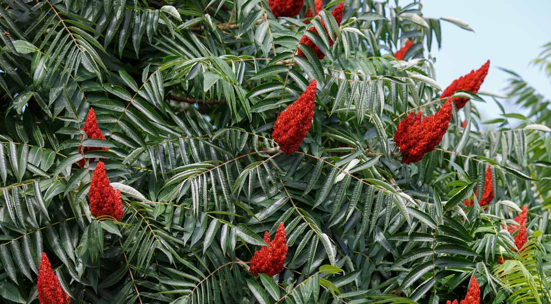 wholesale-sumac-berry-monterey-bay-herb-co