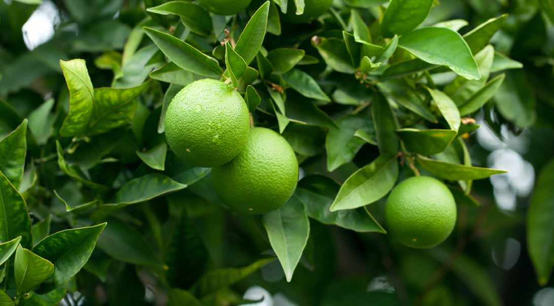 Bulk Dried Lime Peel for Teas & More Monterey Bay Herb Co