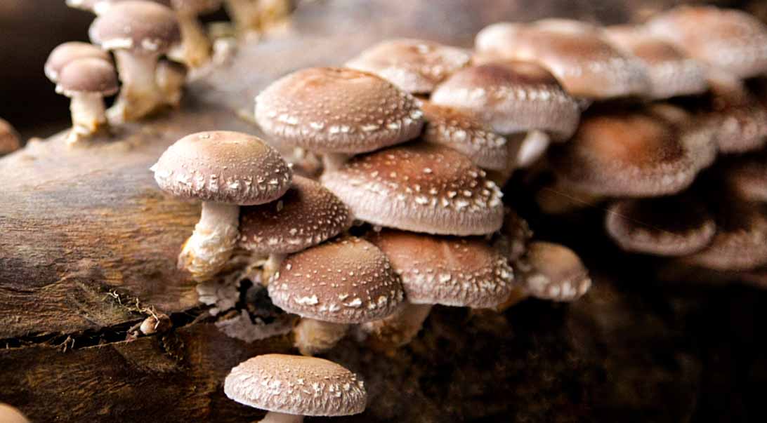Wholesale Shiitake Mushroom | Monterey Bay Herb Co