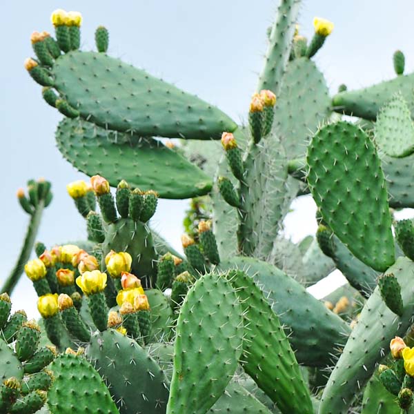Pretty Nopal Wholesale Nopal | Monterey Bay Herb Co