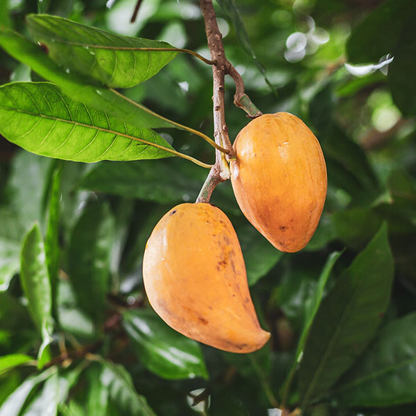 Wholesale Lucuma Tree | Monterey Bay Herb Co