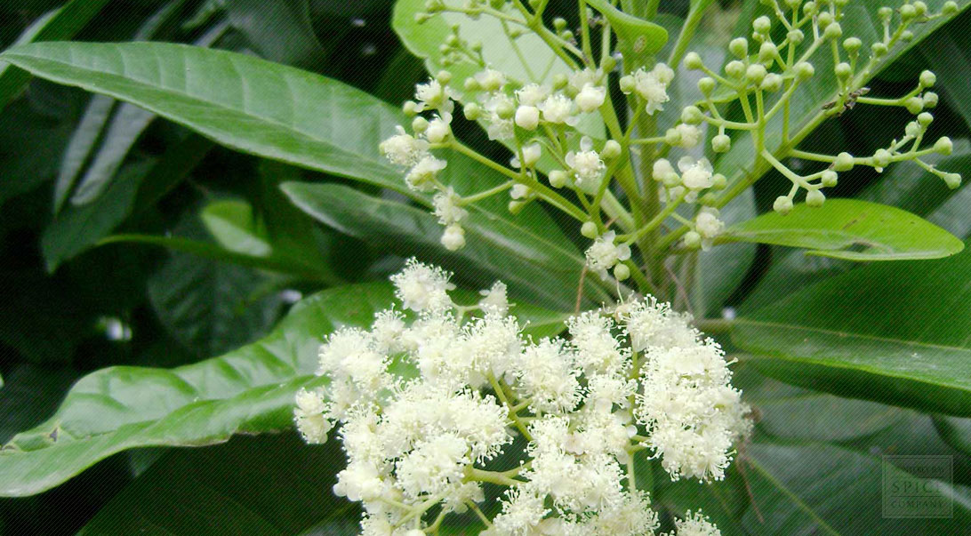 Allspice