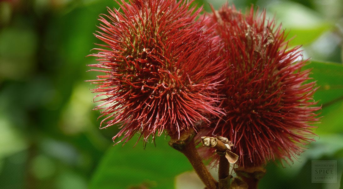 Annatto