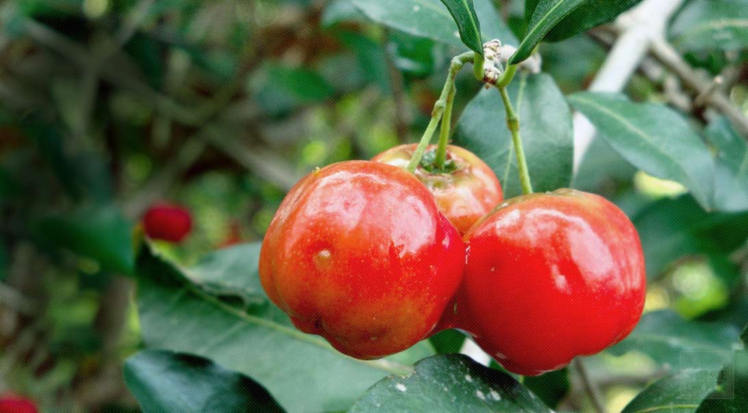 Acerola (Vitamin C)