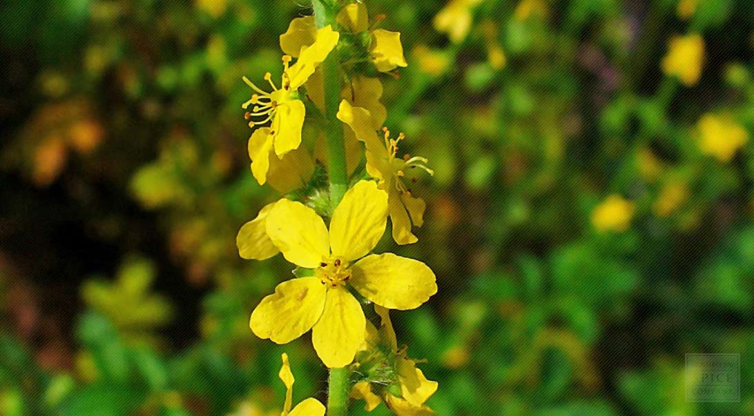 Agrimony