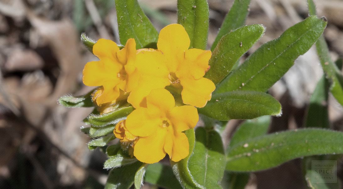 Alkanet