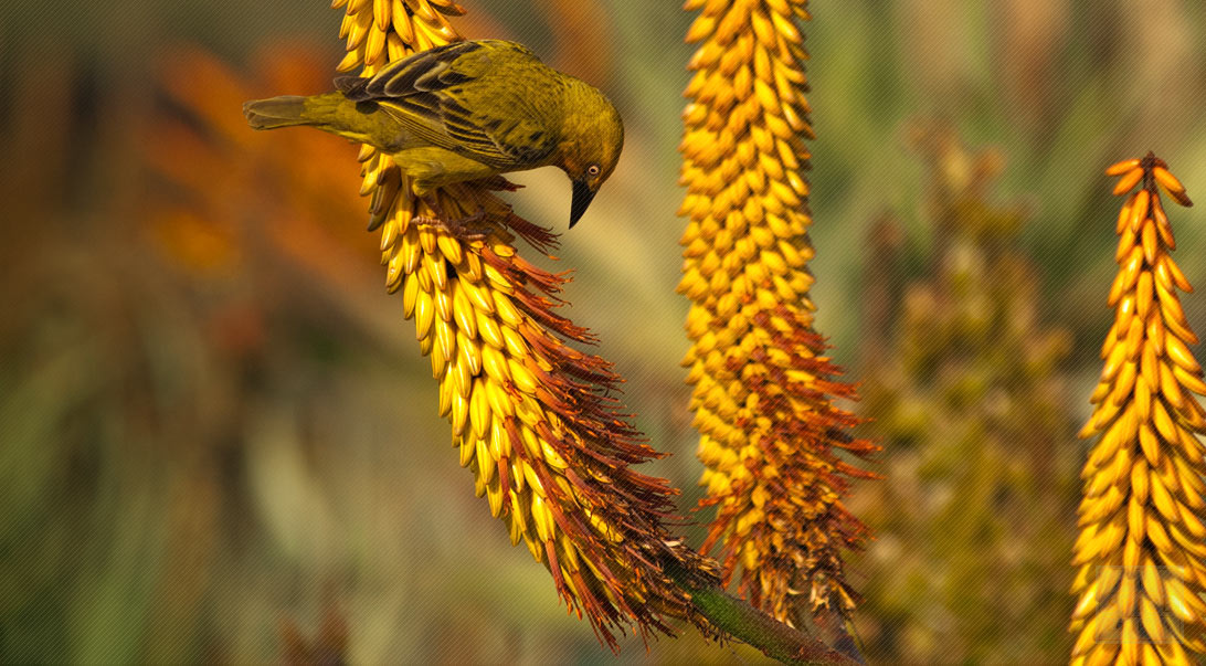 Aloe