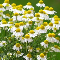 Chamomile