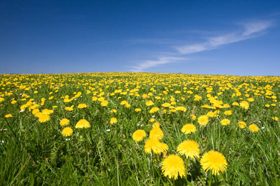 Dandelion Field