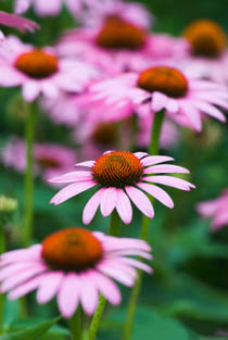 Echinacea Purpurea