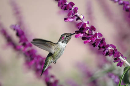 Hummingbird Garden